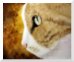 Deep Thoughts original cat watercolor painting